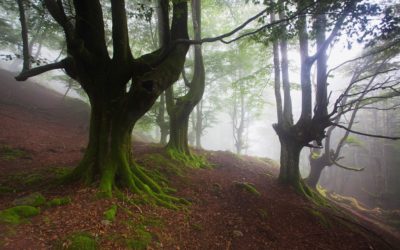 El proyecto LIFE Haya impulsará la sostenibilidad forestal y la mitigación del cambio climático en los hayedos de España